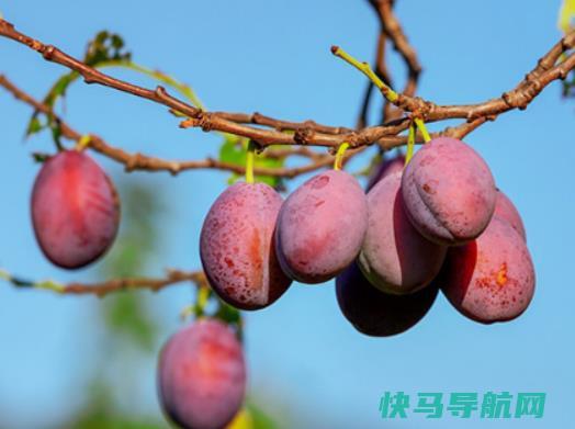 一盒西梅坏了2个没坏的还能吃吗？便秘吃西梅效果好还是火龙果效果好