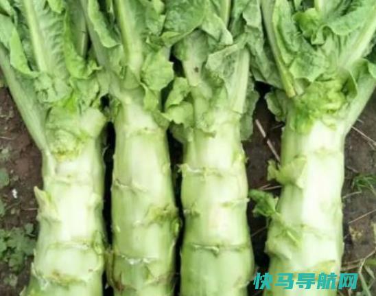 莴笋中间红了可以吃吗？莴笋叶需要用水焯一下吗